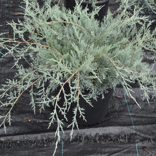 Juniperus virginiana 'Grey Owl' - Virgiinia kadakas 'Grey Owl' C2/2L